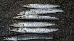 濱ノ瀬漁港　5gのジグでカマスがヒット　小雨の降る中の釣行