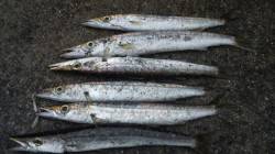 濱ノ瀬漁港　5gのジグでカマスがヒット　小…