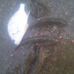 淀川河口でマハゼ・キビレの釣果