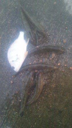 淀川河口でマハゼ・キビレの釣果