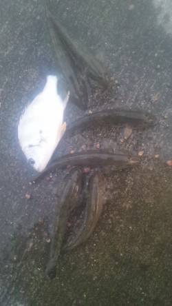 淀川河口でマハゼ・キビレの釣果