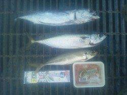 つり公園シモツピアーランドでかご釣り＆飛ばしサビキ