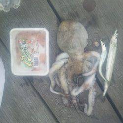 舞洲でサビキからののませ釣り、これからに期待です