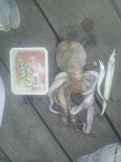 舞洲でサビキからののませ釣り、これからに期…