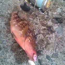 香住西港　ルアーでアコウ25cm2匹　ボトムでヒット