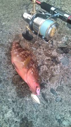 香住西港　ルアーでアコウ25cm2匹　ボト…