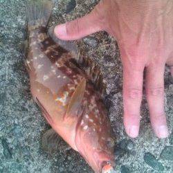 香住西港　ルアーでアコウ25cm2匹　ボトムでヒット