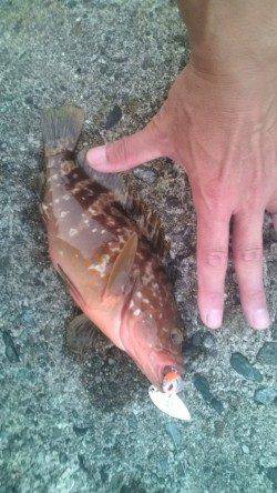 香住西港　ルアーでアコウ25cm2匹　ボトムでヒット