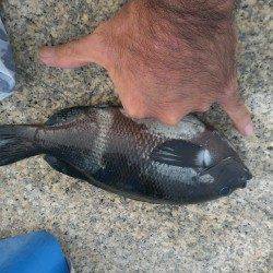 南芦屋浜でウキ釣り、グレ・サンバソウの釣果