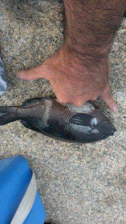 南芦屋浜でウキ釣り、グレ・サンバソウの釣果