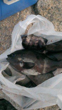 南芦屋浜でウキ釣り、グレ・サンバソウの釣果