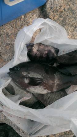 南芦屋浜でウキ釣り、グレ・サンバソウの釣果…