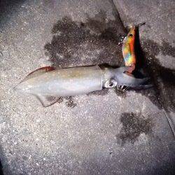 大蔵海岸　ライトエギングでケンサキイカ13バイ！