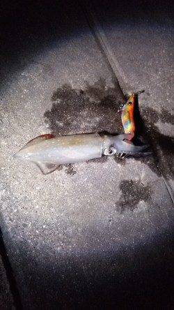 大蔵海岸　ライトエギングでケンサキイカ13バイ！