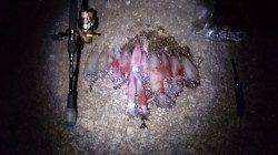 大蔵海岸　ライトエギングでケンサキイカ13バイ！