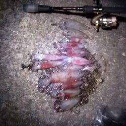 大蔵海岸　ライトエギングでケンサキイカ13バイ！