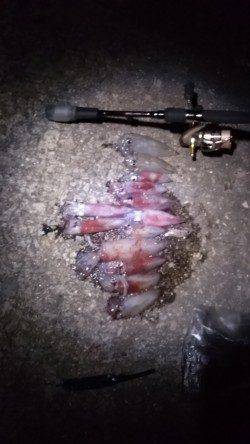 大蔵海岸　ライトエギングでケンサキイカ13バイ！