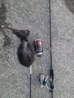〜新タックルに墨づけ〜上野漁港へアオリイカ狙い