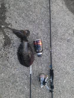 〜新タックルに墨づけ〜上野漁港へアオリイカ…