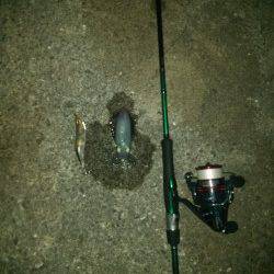 〜新タックルに墨づけ〜上野漁港へアオリイカ狙い