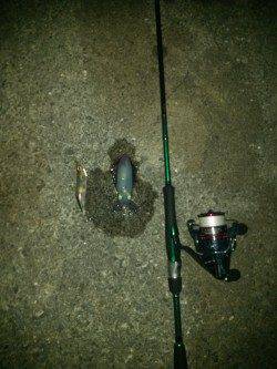 〜新タックルに墨づけ〜上野漁港へアオリイカ狙い