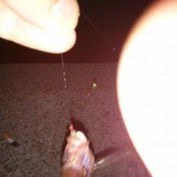 田ノ浦漁港、夕方からのサビキ釣果