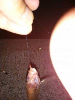 田ノ浦漁港、夕方からのサビキ釣果