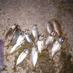 田ノ浦漁港、夕方からのサビキ釣果