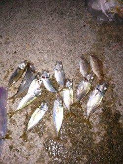 田ノ浦漁港、夕方からのサビキ釣果