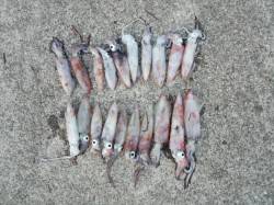 大蔵海岸へ旬のケンサキイカ狙い