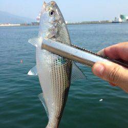 敦賀港　明け方のサビキで豆アジ＆コノシロ