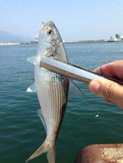 敦賀港　明け方のサビキで豆アジ＆コノシロ