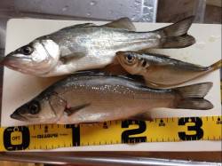 田辺・戎漁港　アジングでヒラセイゴ35cm…