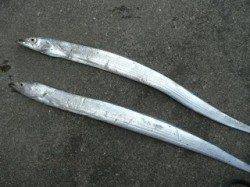 朝から武庫一でのタチウオ釣り、昼頃にＨｉｔ！