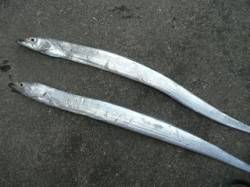 朝から武庫一でのタチウオ釣り、昼頃にＨｉｔ…