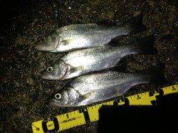 濱ノ瀬漁港　アジング中にヒラセイゴのライズ！　表層早巻で連発！