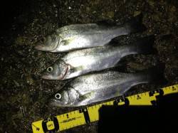 濱ノ瀬漁港　アジング中にヒラセイゴのライズ…