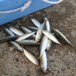 南芦屋浜サビキでの釣果、風が強く、波が荒かった