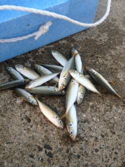 南芦屋浜サビキでの釣果、風が強く、波が荒か…