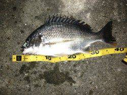 舞洲　チニングでキビレ5匹・チヌ・ガシラ　高活性で当たりは多い