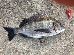 紀伊大島　紀州釣りで40cmオーバーチヌ2枚＆30cm　魚影は濃い様子