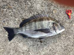 紀伊大島　紀州釣りで40cmオーバーチヌ2…