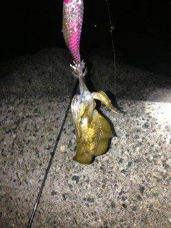 岸和田方面で初エギングに挑戦！連続で2杯GET！