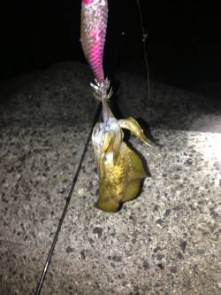 岸和田方面で初エギングに挑戦！連続で2杯G…