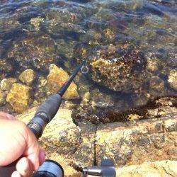 阿那賀での穴釣りの釣果