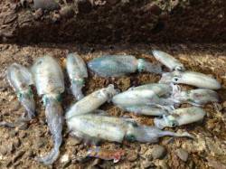 和歌山市北部コロッケからトンカツサイズを2…