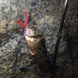 シモツピアーランド　テキサスリグでガシラ16cm