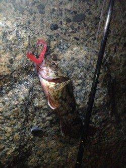 シモツピアーランド　テキサスリグでガシラ16cm