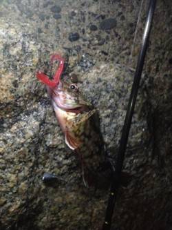 シモツピアーランド　テキサスリグでガシラ1…