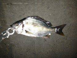 舞洲、チニングでキビレの釣果